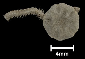 Media type: image;   Invertebrate Zoology OPH-1469 Description: Top down view of single ophiuroid specimen with a scale bar.;  Aspect: dorsal